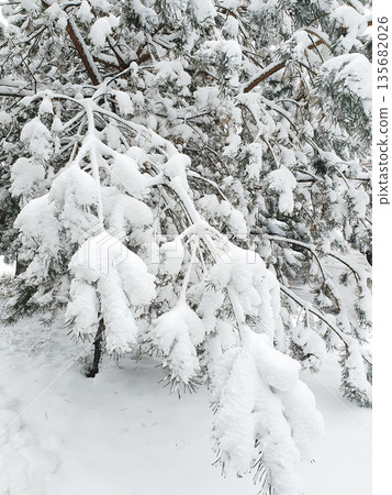 Snow-covered pine branches covered with a thick layer of loose snow during a winter blizzard 135682026