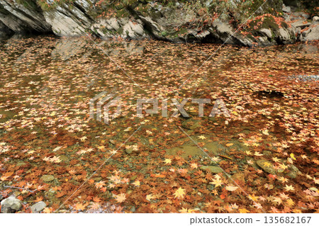 漂浮在水的下落的葉子 135682167