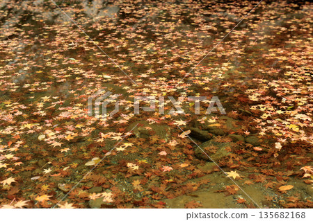 漂浮在水的下落的葉子 135682168