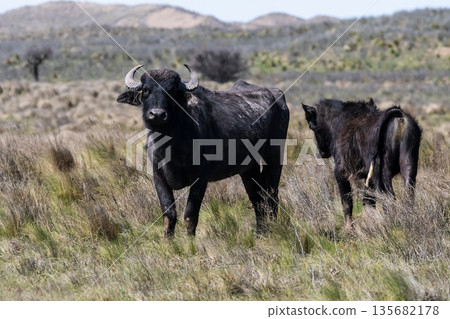 Water buffalo, Bubalus bubalis, 135682178