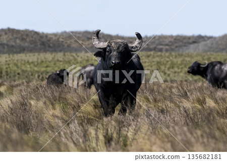 Water buffalo, Bubalus bubalis, species introduced in Argentina, La Pampa province, Patagonia. Water buffalo, Bubalus bubalis, species introduced in Argentina, La Pampa province, Patagonia. 135682181