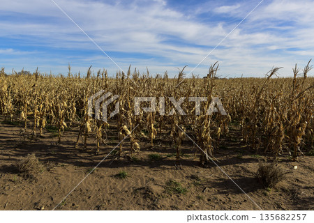 Corn cob growing on plant ready to harvest, Argentine Countryside, Buenos Aires Province, Argentina Corn cob growing on plant ready to harvest, Argentine Countryside, Buenos Aires Province, Argentina 135682257
