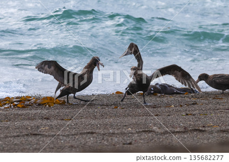 Giant Petrel , Peninsula Valdes, Unesco World heritage site, Chubut Province, Patagonia, Argentina. Giant Petrel , Peninsula Valdes, Unesco World heritage site, Chubut Province, Patagonia, Argentina. 135682277