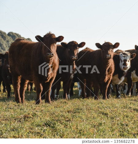 Countryside landscape with cows grazing, La Pampa, Argentina Countryside landscape with cows grazing, La Pampa, Argentina 135682278