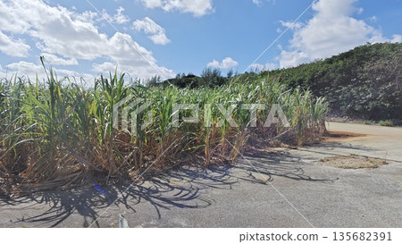 Sugarcane field Sugarcane field 135682391