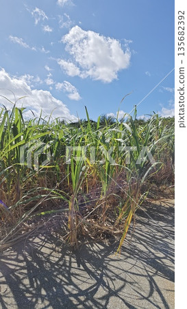 夏天的藍天和甘蔗田 夏天的藍天和甘蔗田 135682392