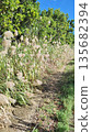 生長在乾燥山坡上的植物 135682394