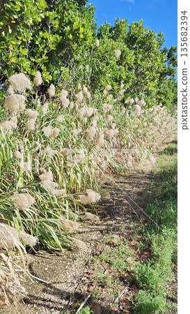 生長在乾燥山坡上的植物 生長在乾燥山坡上的植物 135682394