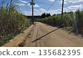 甘蔗田徑 135682395