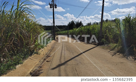 甘蔗田徑 135682395