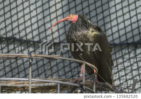 野毛山動物園的禿鸛 野毛山動物園的禿鸛 135682520