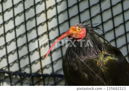 野毛山動物園的禿鸛 135682521