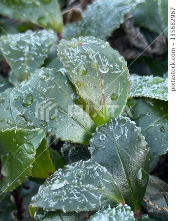 Green leaves and frost crystals shining in the freezing cold 135682967