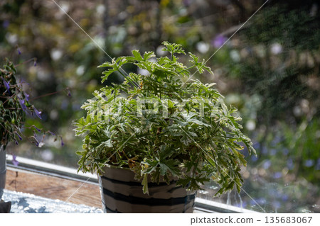 窗台上擺著一盆天竺葵。 135683067