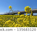 Yellow rapeseed flower field spreading on the riverbed in spring 135683120