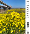 Rape blossoms blooming under the blue sky, an open spring landscape 135683121