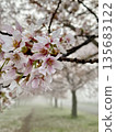 Cherry blossom trees shrouded in mist, a gentle spring morning scene 135683122