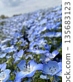 A spring landscape filled with blue nemophila flowers 135683123