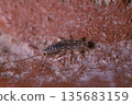 Detailed macro of a Common Silverfish Lepisma saccharina in a fixed position, close-up of a grey primitive wingless insect highlighting its three tail-like appendages and sensory antennae 135683159
