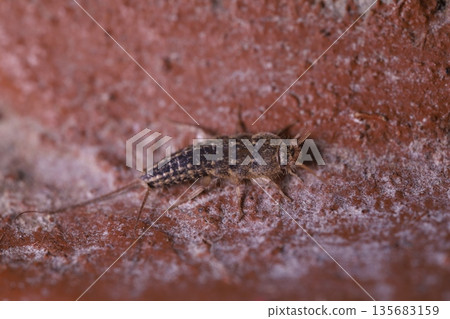 Detailed macro of a Common Silverfish Lepisma saccharina in a fixed position, close-up of a grey primitive wingless insect highlighting its three tail-like appendages and sensory antennae Detailed macro of a Common Silverfish Lepisma saccharina in a fixed position, close-up of a grey primitive wingless insect highlighting its three tail-like appendages and sensory antennae 135683159