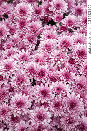 Full frame of many pink chrysanthemum morifolium flowers in a dense bloom 135683192