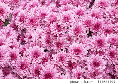 Full frame of many pink chrysanthemum flowers blooming. Floral background Full frame of many pink chrysanthemum flowers blooming. Floral background 135683195