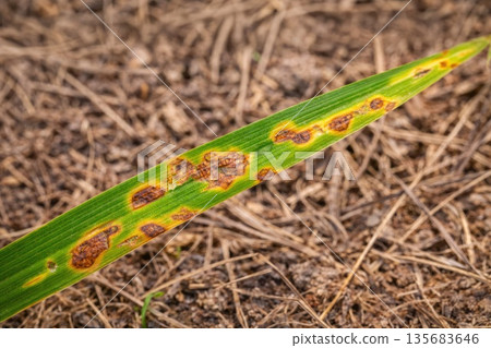 Diseased Green Leaf with Brown Spots Showing Plant Infection Diseased Green Leaf with Brown Spots Showing Plant Infection 135683646