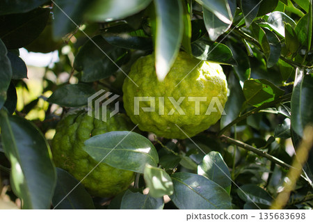 Fresh green Oni Yuzu growing on the tree 135683698