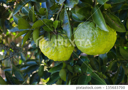 Fresh green Oni Yuzu growing on the tree 135683700