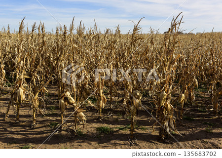 Corn cob growing on plant ready to harvest, Argentine Countryside, Buenos Aires Province, Argentina 135683702