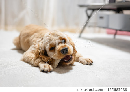 狗吃牙膏口香糖 狗吃牙膏口香糖 135683988