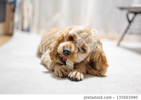 狗吃牙膏口香糖 狗吃牙膏口香糖 135683990