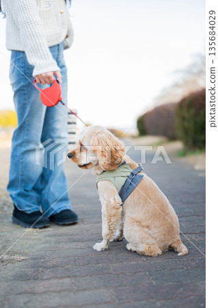 Dog walking in the park Dog walking in the park 135684029