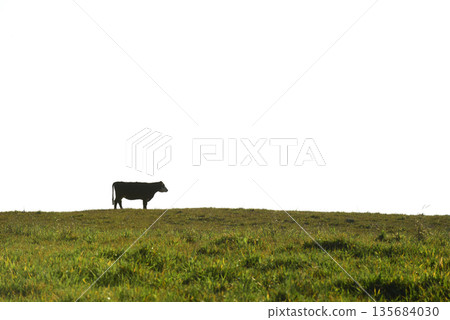 Countryside landscape with cows grazing, La Pampa, Argentina Countryside landscape with cows grazing, La Pampa, Argentina 135684030