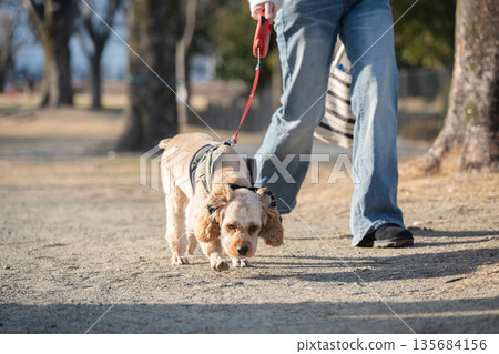 一個女人遛狗 135684156