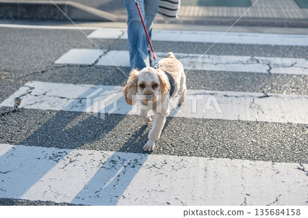 一個女人遛狗 135684158