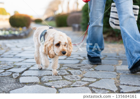 A woman walking a dog A woman walking a dog 135684161