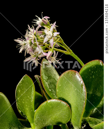 Close Up Macro Of Flowering Jade Plant Crassula Ovata Blossoms Close Up Macro Of Flowering Jade Plant Crassula Ovata Blossoms 135684218