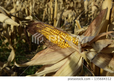 Corn cob growing on plant ready to harvest, Argentine Countryside, Buenos Aires Province, Argentina 135684312
