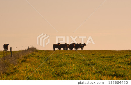 Countryside landscape with cows grazing, La Pampa, Argentina 135684430