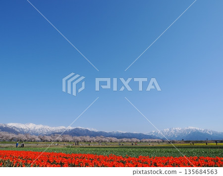 "Spring Quartet" on the banks of the Funa River in Asahi Town, Toyama: Clear skies | Cherry blossoms, rape blossoms, tulips and remaining snow in the Northern Alps "Spring Quartet" on the banks of the Funa River in Asahi Town, Toyama: Clear skies | Cherry blossoms, rape blossoms, tulips and remaining snow in the Northern Alps 135684563