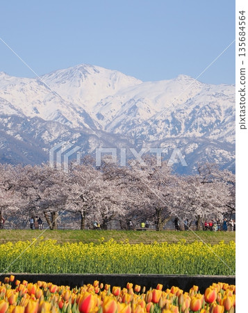 "Spring Quartet" on the banks of the Funa River in Asahi Town, Toyama: Clear skies | Cherry blossoms, rape blossoms, tulips and remaining snow in the Northern Alps "Spring Quartet" on the banks of the Funa River in Asahi Town, Toyama: Clear skies | Cherry blossoms, rape blossoms, tulips and remaining snow in the Northern Alps 135684564