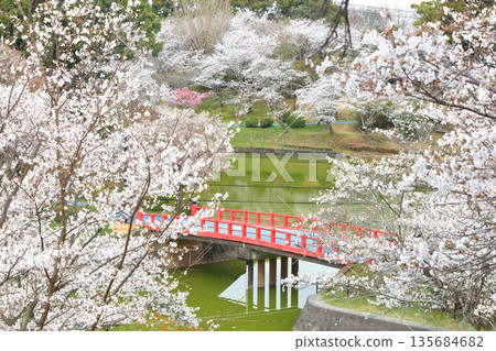 [Fukuoka Prefecture] Cherry blossoms in full bloom at Amagi Park (Maruyama Park) 135684682