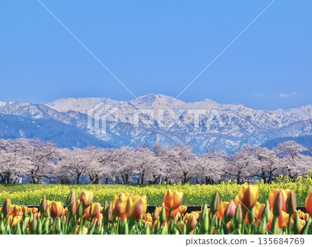 "Spring Quartet" on the banks of the Funa River in Asahi Town, Toyama: Clear skies | Cherry blossoms, rape blossoms, tulips and remaining snow in the Northern Alps "Spring Quartet" on the banks of the Funa River in Asahi Town, Toyama: Clear skies | Cherry blossoms, rape blossoms, tulips and remaining snow in the Northern Alps 135684769