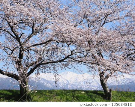 富山郡旭町船名川畔的「春之四重奏」-晴空萬裡 | 北阿爾卑斯山的櫻花與殘雪 富山郡旭町船名川畔的「春之四重奏」-晴空萬裡 | 北阿爾卑斯山的櫻花與殘雪 135684818