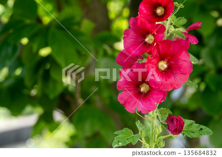 夏日綠意中盛開的紅色蜀葵 135684832