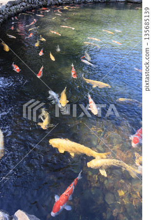 栗林花園吹上水道入南湖附近的錦鯉 栗林花園吹上水道入南湖附近的錦鯉 135685139