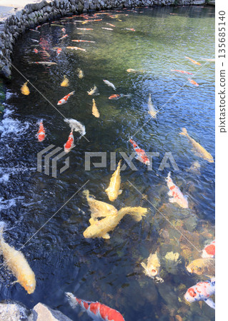 Nishikigoi carp near the water outlet from Fukiage into the South Lake of Ritsurin Garden Nishikigoi carp near the water outlet from Fukiage into the South Lake of Ritsurin Garden 135685140