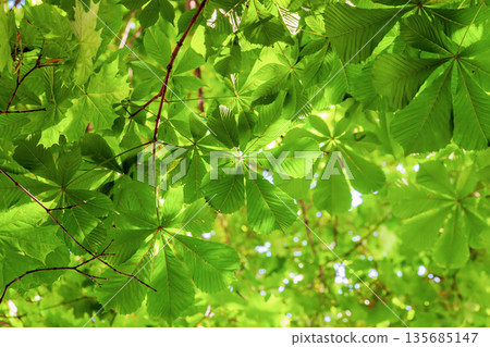 Green leaves canopy, natural background. Lush green leaves forming dense natural canopy with sunlight filtering through. Concept of seasonal growth, green nature, ecology, vitality 135685147