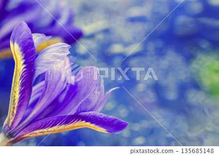 Purple iris flower. Close-up of vibrant blooming purple iris with delicate petals, soft blurred background, copy space Purple iris flower. Close-up of vibrant blooming purple iris with delicate petals, soft blurred background, copy space 135685148